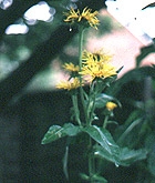 Elecampane - Inula Helenium