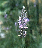 Lavender - Lavandula Officinalis