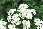 Yarrow - Achillea Millefolium