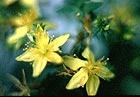St. John's Wort - Hypericum Perforatum